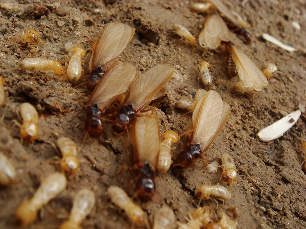 pest control,