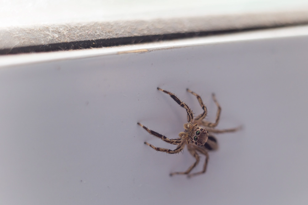 pest control,