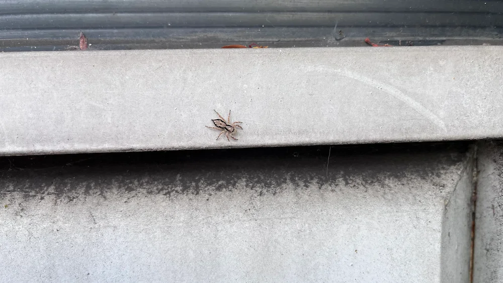 pest control,