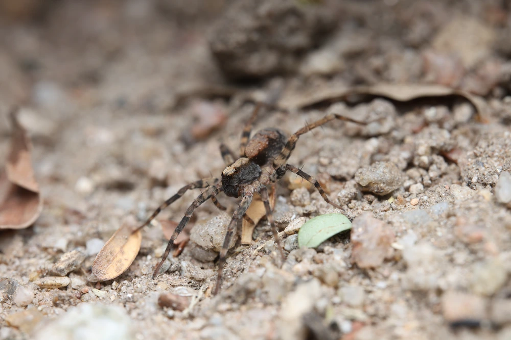 pest control,