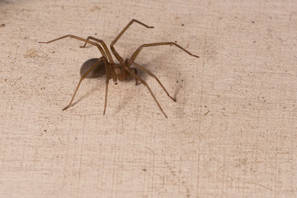 pest control,