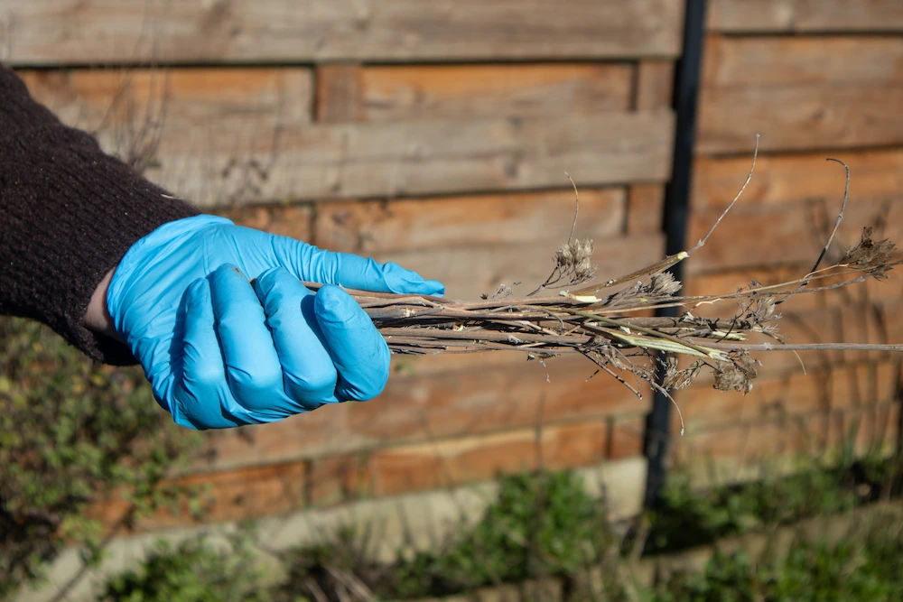 pest control,