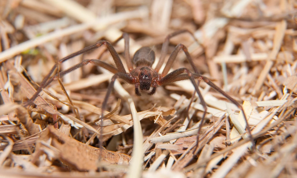 pest control,